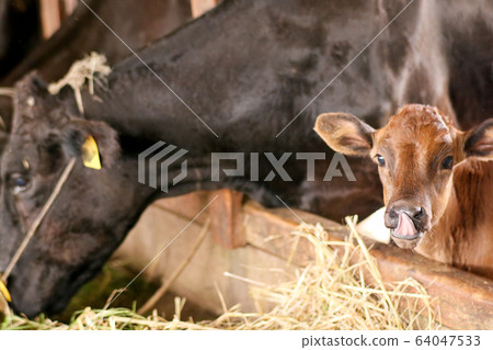 Parents and children of Japanese black beef raised in a farmhouse in Kagoshima. 64047533