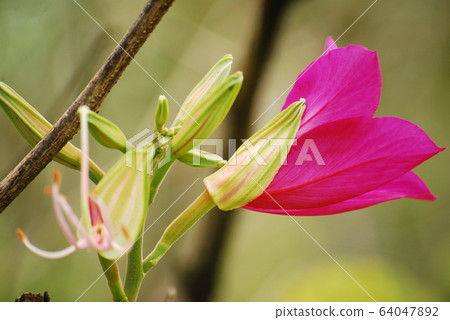 Shot Of Colorful Flowers 64047892
