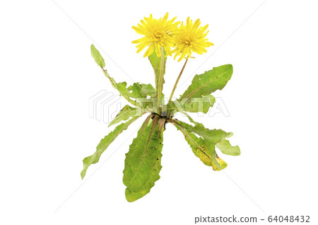 罐裝蒲公英 64048432