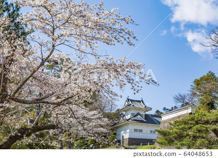 Sendai City Sakura Sakura Aoba Castle Ruins 64048653