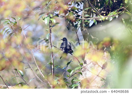 Bulbul staying on a twig 64048686