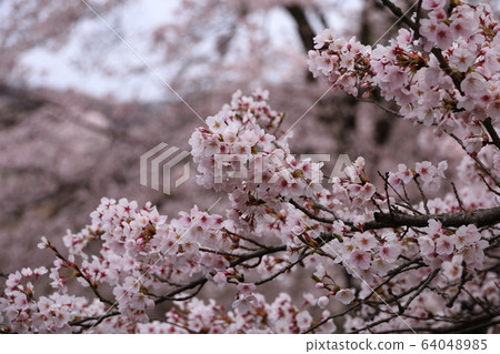A quiet sight full of cherry blossoms without people A quiet sight full of cherry blossoms without people 64048985