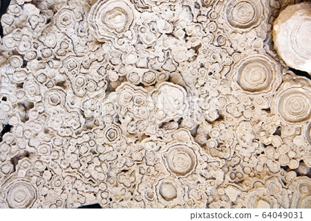 Petrified fossil stromatolite 64049031