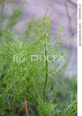 Horsetail Horsetail 64049313