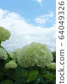  hydrangea 64049326