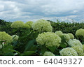  hydrangea 64049327