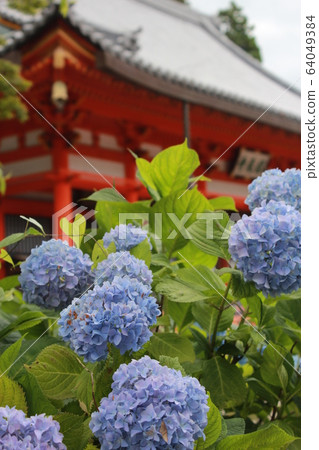 hydrangea hydrangea 64049384