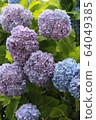  hydrangea 64049385