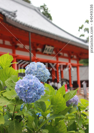 hydrangea hydrangea 64049386