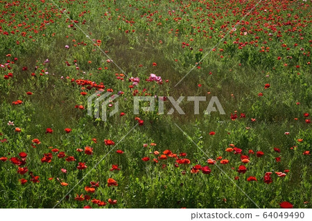 Poppy flower field 64049490