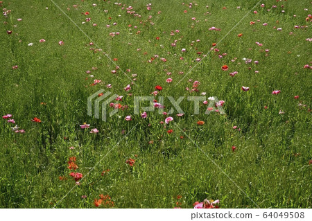 Poppy flowers scattered in wild grass clusters 64049508