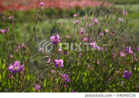 Lily of the valley flowers and poppy flower field Lily of the valley flowers and poppy flower field 64049516