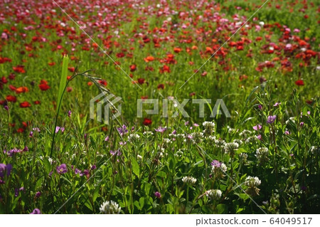 White clover flower and poppy flower field 64049517