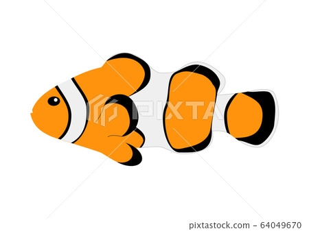 小丑anemonefish 64049670