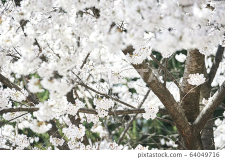 Spring landscape cherry blossoms korea Spring landscape cherry blossoms korea 64049716