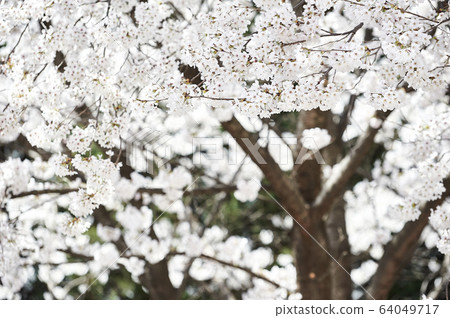 Spring landscape cherry blossoms korea Spring landscape cherry blossoms korea 64049717