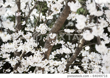 Spring landscape cherry blossoms korea Spring landscape cherry blossoms korea 64049718