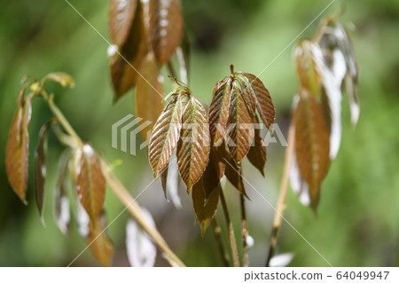 Young leaves of oak tree 64049947