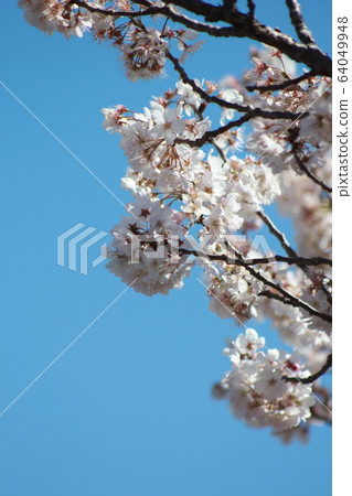 櫻花盛開 櫻花盛開 64049948