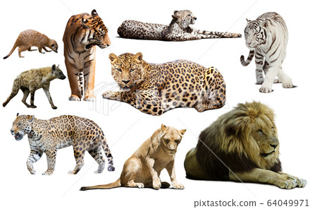 Set of African predators isolated over white Set of African predators isolated over white 64049971