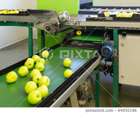 View of ripe apples on conveyor belt of sorting production line View of ripe apples on conveyor belt of sorting production line 64050196
