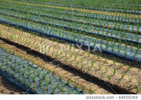 Green onions growing on plantation Green onions growing on plantation 64050269