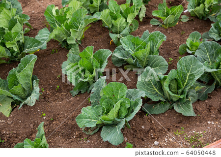 Harvest of cabbage in field in garden outdoor, no people 64050448