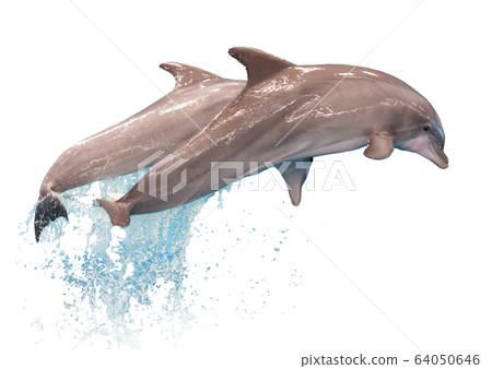 Grey dolphins isolated 64050646