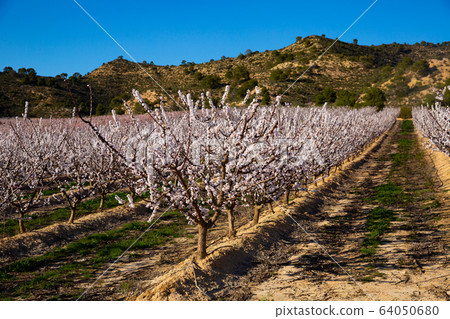 Beautiful blooming apricot trees in spring garden 64050680