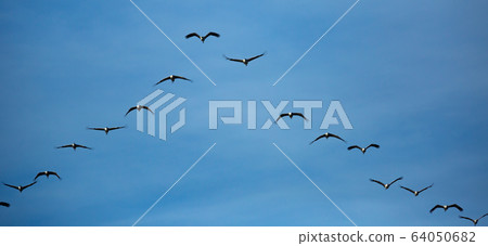 Migration of flock of cranes in the sky Migration of flock of cranes in the sky 64050682