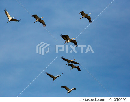 Flock of cranes flying in sky Flock of cranes flying in sky 64050691