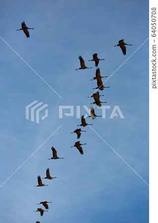 Flock of cranes flying in sky 64050708