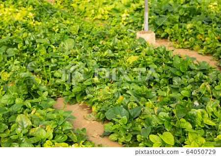 Plantation of fresh spinach in orangery 64050729