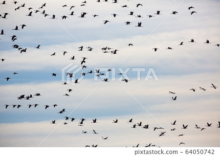 Flock of cranes in flight Flock of cranes in flight 64050742