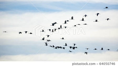 Flock of cranes flying in sky Flock of cranes flying in sky 64050746