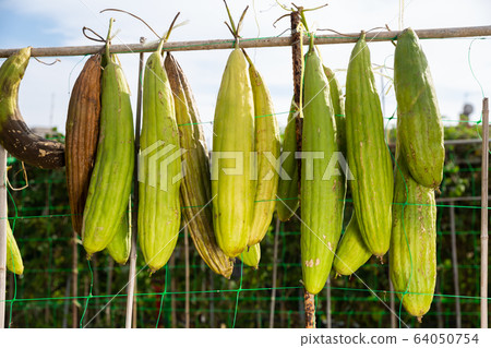 Ripe Luffa fruits drying in sun 64050754