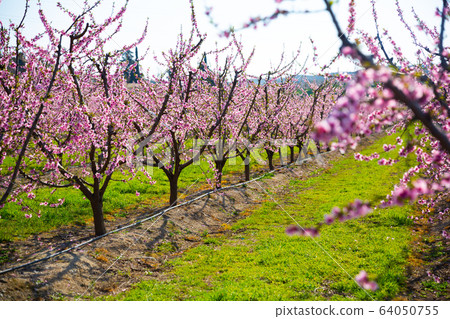 Field with blooming peach trees Field with blooming peach trees 64050755