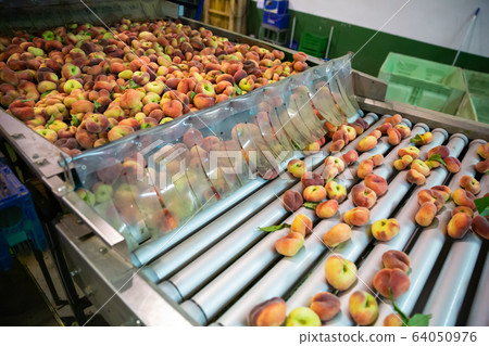 Fresh peaches running on rolling conveyor of production line Fresh peaches running on rolling conveyor of production line 64050976