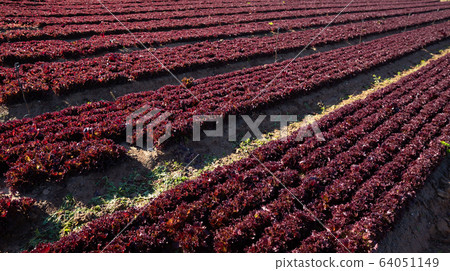 Red coral lettuce salad growing in soil Red coral lettuce salad growing in soil 64051149