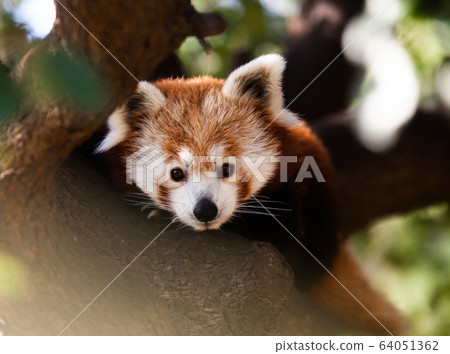 Face of red panda hiding in branches 64051362