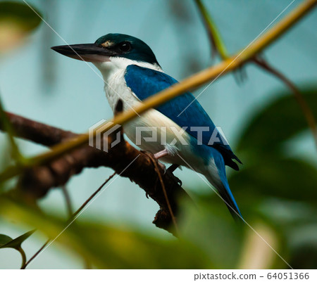 White-throated kingfisher sitting on tree branch (Halcyon smyrnensis) White-throated kingfisher sitting on tree branch (Halcyon smyrnensis) 64051366