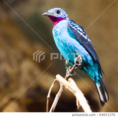 Spangled cotinga sitting on tree branch (Cotinga cayana). South America Spangled cotinga sitting on tree branch (Cotinga cayana). South America 64051370