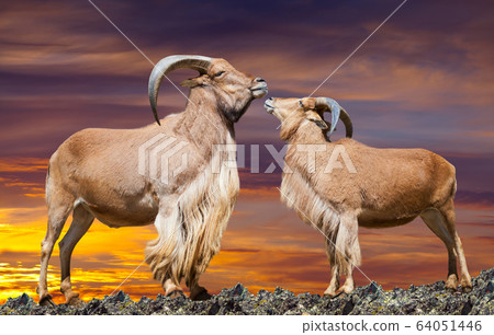 barbary sheeps in dawn 64051446