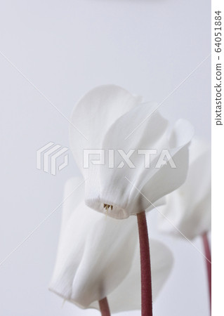 花園仙客來 64051884