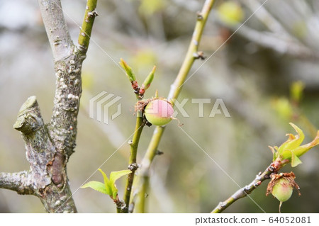 spring, april, nature 64052081