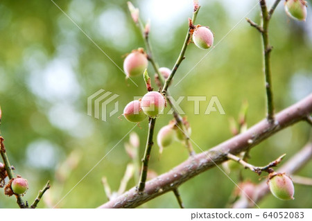 spring, april, nature 64052083