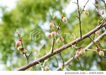 spring, botanic, fruit 64052084