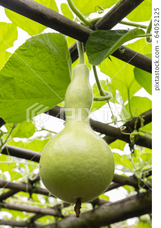 A gourd A gourd 64052125