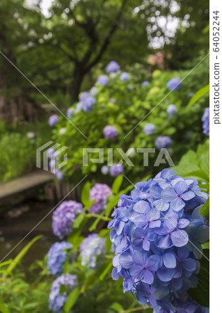 繡球 64052244
