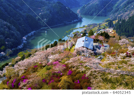 Mikyu Park櫻花 64052345